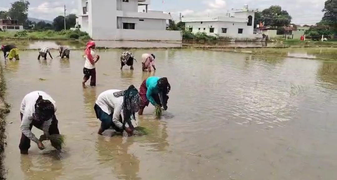 विलुप्त होती दून बासमती की खुशबू फिर लौटेगी